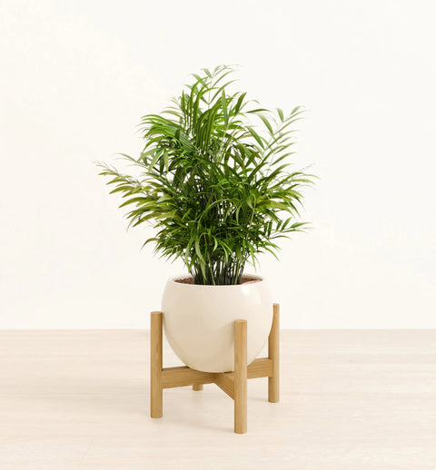 Bamboo Palm