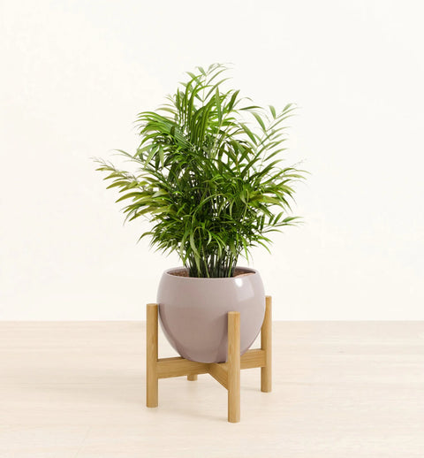 Bamboo Palm
