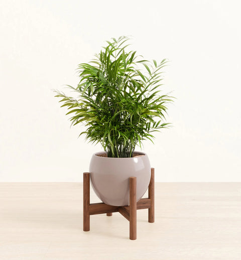 Bamboo Palm