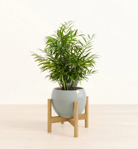 Bamboo Palm