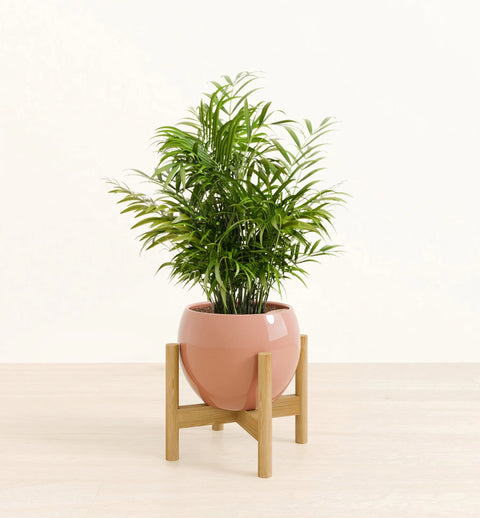 Bamboo Palm