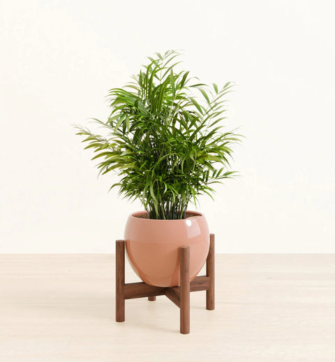 Bamboo Palm