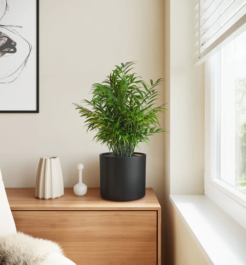 Bamboo Palm