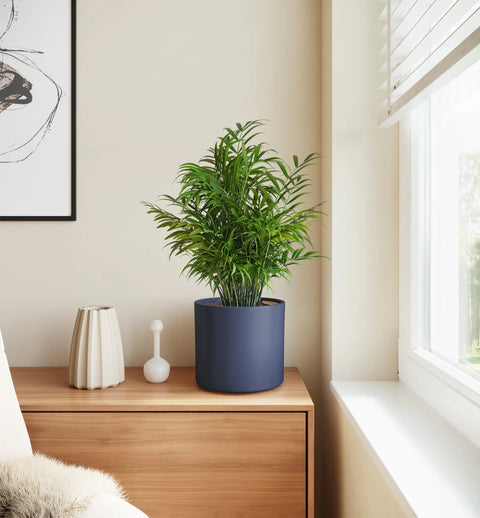 Bamboo Palm