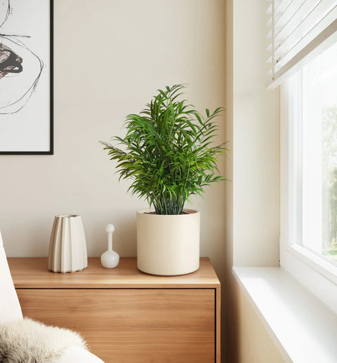 Bamboo Palm