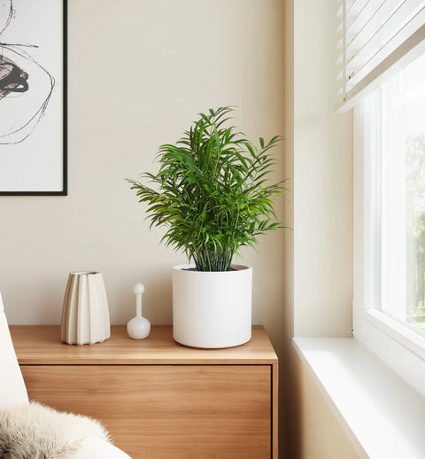 Bamboo Palm