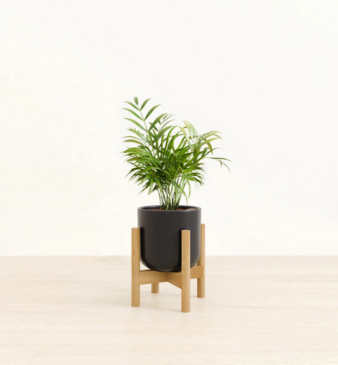 Bamboo Palm