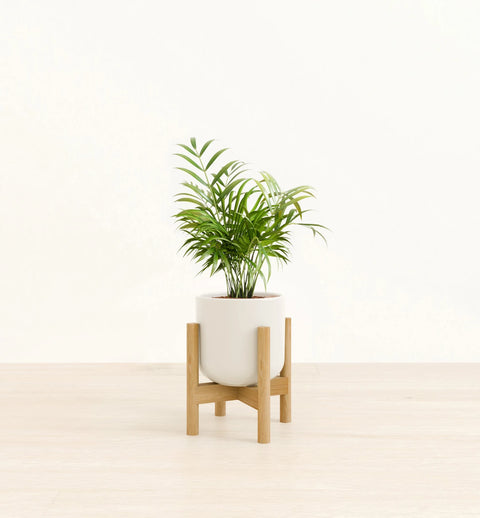 Bamboo Palm