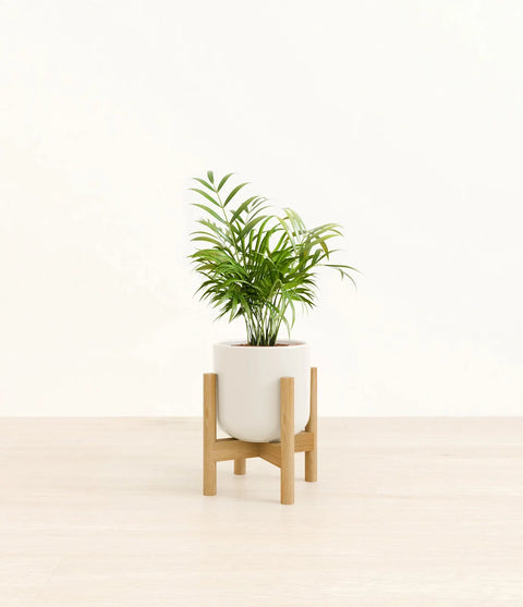 Parlour Palm