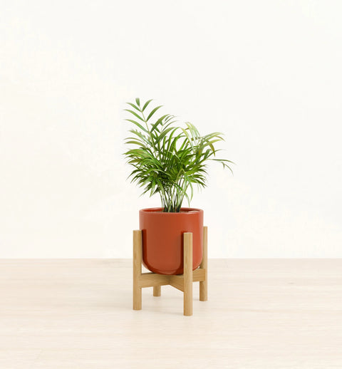 Bamboo Palm