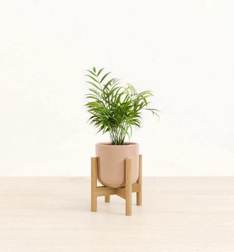 Bamboo Palm