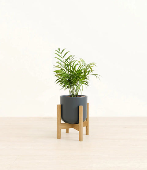 Parlour Palm