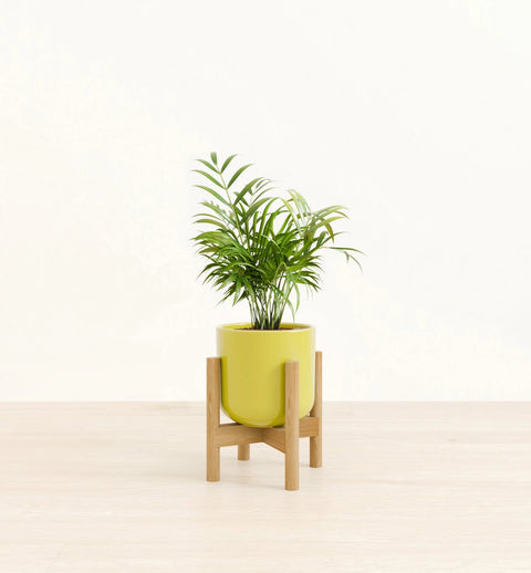 Bamboo Palm