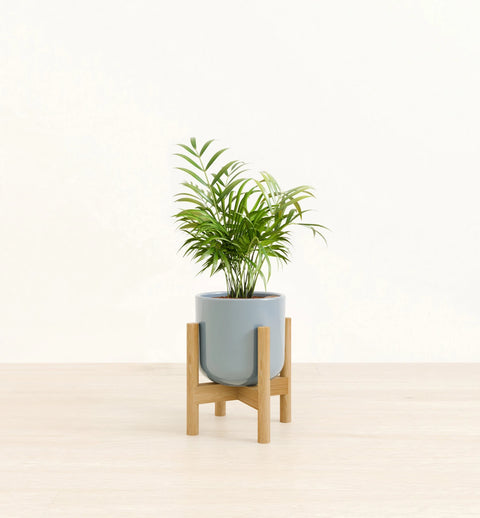 Bamboo Palm