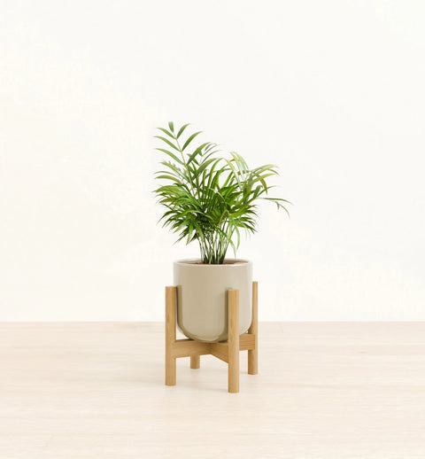 Bamboo Palm