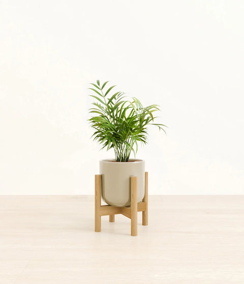Parlour Palm