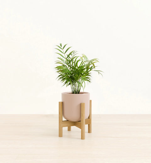 Bamboo Palm