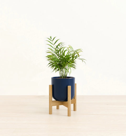 Bamboo Palm