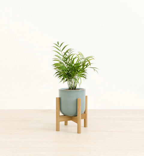 Bamboo Palm