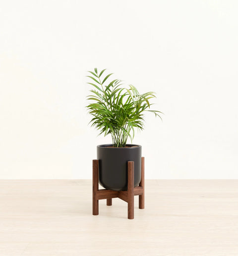 Bamboo Palm