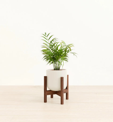 Bamboo Palm