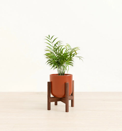 Bamboo Palm