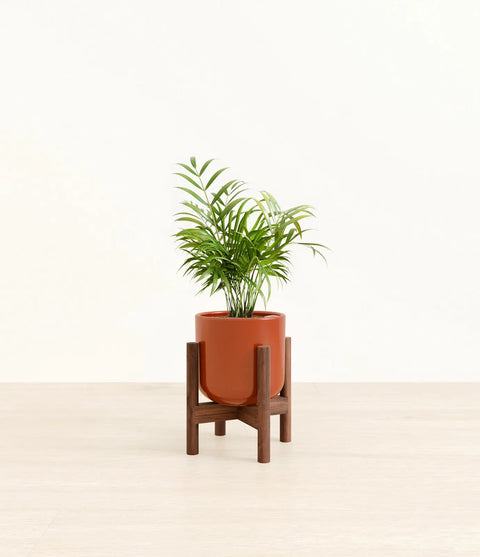 Parlour Palm