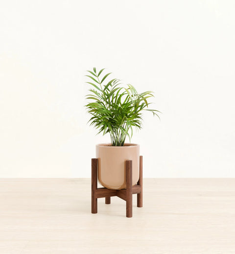 Bamboo Palm
