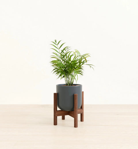 Bamboo Palm