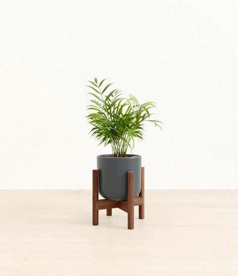 Parlour Palm