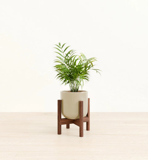 Bamboo Palm