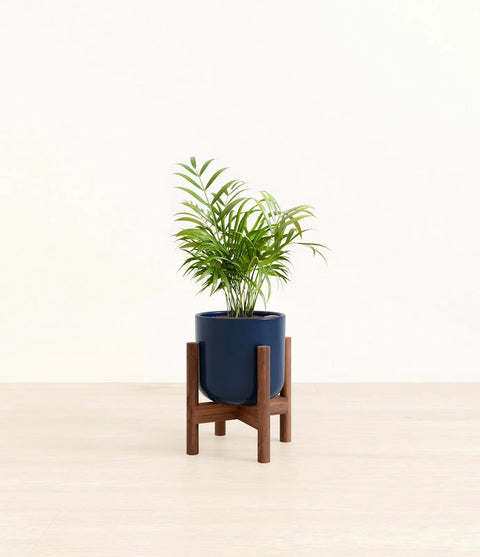 Parlour Palm