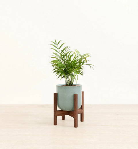 Bamboo Palm