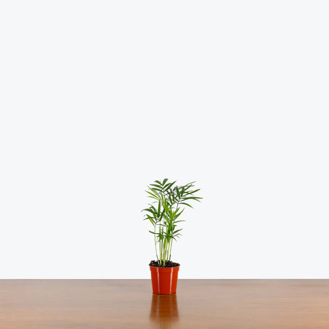 Parlour Palm