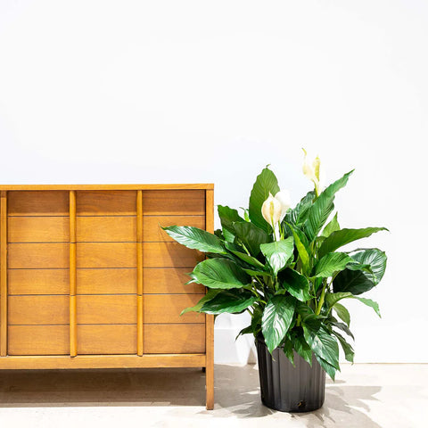Peace Lily XL