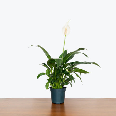 Peace Lily