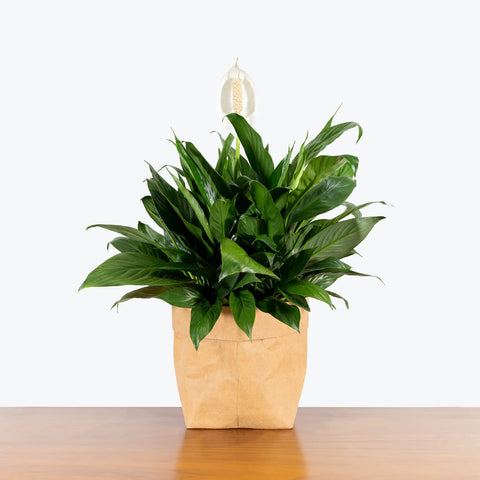 Peace Lily