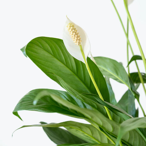 Peace Lily