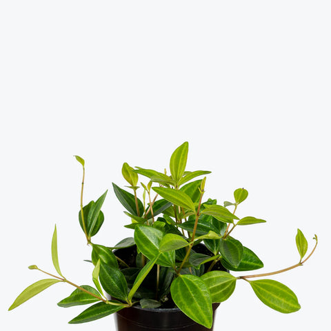 Peperomia Angulata