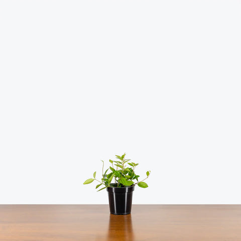 Peperomia Angulata