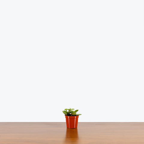 Peperomia Tetraphylla