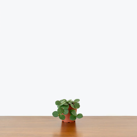 Peperomia Tetraphylla