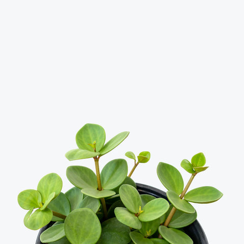 Peperomia Tetraphylla