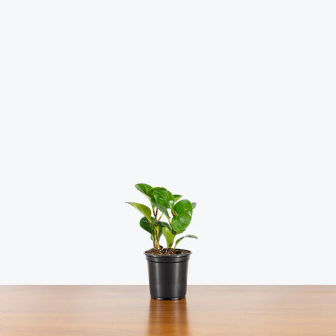 Peperomia Obtusifolia