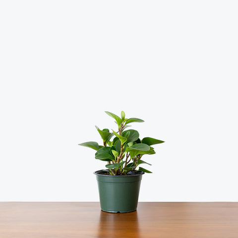 Peperomia Obtusifolia