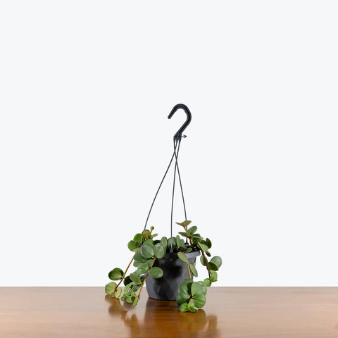 Peperomia Tetraphylla