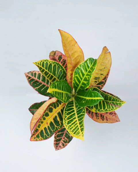 Croton Petra