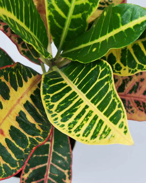 Croton Petra