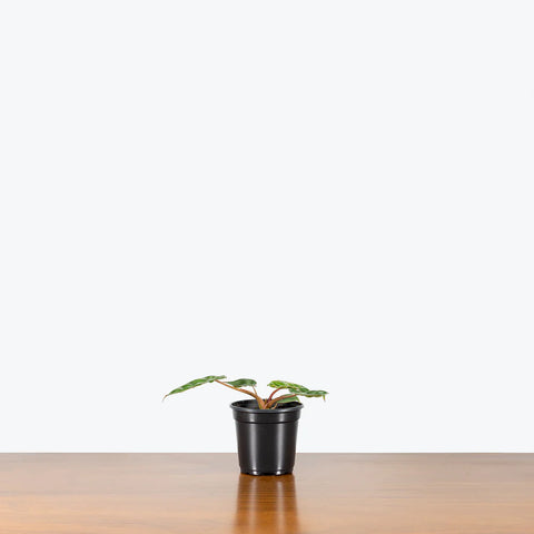 Philodendron Billietiae