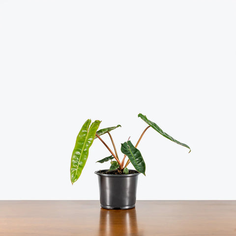 Philodendron Billietiae